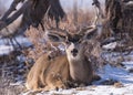 Mule Deer Buck in Snow. Colorado Wildlife. Wild Deer on the High Plains of Colorado Royalty Free Stock Photo