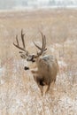 Mule Deer Buck Snow Covered Field Royalty Free Stock Photo