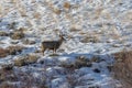 Mule Deer Buck in Winter in Wyoming Royalty Free Stock Photo