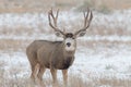 Mule Deer Buck in Snow Royalty Free Stock Photo