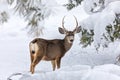 Mule deer buck in snow Royalty Free Stock Photo