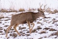 Colorado Wildlife. Wild Deer on the High Plains of Colorado. Mule Deer Buck on a snow covered hill Royalty Free Stock Photo