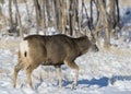 Colorado Wildlife. Wild Deer on the High Plains of Colorado. Mule deer buck in the snow Royalty Free Stock Photo