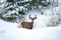 Mule Deer Buck In Snowy Landscape Winter Scenic Royalty Free Stock Photo