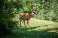 Mule Deer Buck standing in the bushes under sunlight Royalty Free Stock Photo