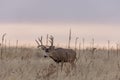 Mule Deer Buck at Sunrise in Fall Royalty Free Stock Photo