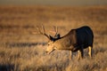 Mule Deer Buck at sunrise on the High Plains of Colorado Royalty Free Stock Photo
