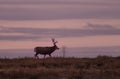 Mule Deer Buck in Sunrise Royalty Free Stock Photo