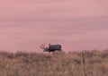 Mule Deer Buck at Sunset Royalty Free Stock Photo