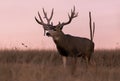 Mule Deer Buck at Sunset in Autumn Royalty Free Stock Photo