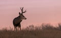 Mule Deer Buck at Sunset in Colorado Royalty Free Stock Photo