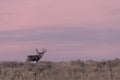 Mule Deer Buck at Sunset in Fall Royalty Free Stock Photo