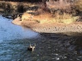 Buck Deer Swimming Across a River