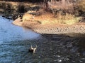 Buck Deer Swimming Across a River Royalty Free Stock Photo