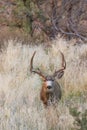 Mule Deer Buck in tall Grass Royalty Free Stock Photo