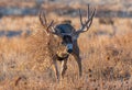 A Mule Deer Buck With Tumbleweed Royalty Free Stock Photo