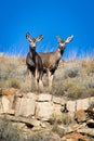 Mule Deer Royalty Free Stock Photo