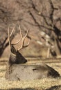 Mule Deer Buck in Utah in Autumn Royalty Free Stock Photo