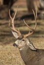 Mule Deer Buck in Utah in Autumn Royalty Free Stock Photo