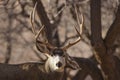 Mule Deer Buck in Utah in Fall Royalty Free Stock Photo