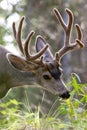 Mule deer buck with velvet antler grazing