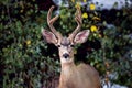 Mule deer buck Royalty Free Stock Photo