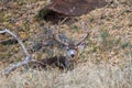 Mule Deer Buck in Velvet Bedded Royalty Free Stock Photo