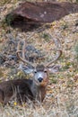 Mule Deer Buck in Velvet Bedded Royalty Free Stock Photo