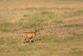 Mule Deer Buck in Velvet in Colorado in Summer Royalty Free Stock Photo