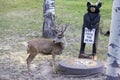 Mule Deer Buck in Velvet Royalty Free Stock Photo