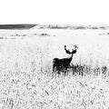 Mule deer buck in velvet standing in wheat field. Royalty Free Stock Photo