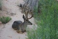 A Mule Deer Buck