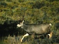 Mule Deer Buck Walking Royalty Free Stock Photo