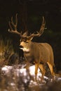 Mule Deer Buck Walking Royalty Free Stock Photo