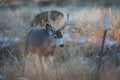 Mule Deer Buck walking a Fence Line Royalty Free Stock Photo