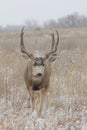 Mule Deer Buck Walking Head On Royalty Free Stock Photo