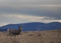 Mule deer buck walking Royalty Free Stock Photo