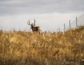 Mule Deer Buck Walking Through Prairie Grasses Royalty Free Stock Photo