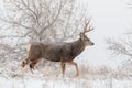 Mule Deer Buck Walking in Snow Royalty Free Stock Photo