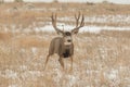 Mule Deer Buck Walking in Snow Royalty Free Stock Photo