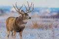 A Stout Mule Deer Buck Roaming the Plains after a Snowstorm