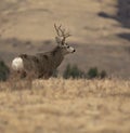 Mule deer buck watching something Royalty Free Stock Photo