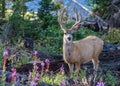 Mule Deer Buck In the Wildflowers of Northern Colorado Royalty Free Stock Photo