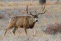 Colorado Wildlife. Wild Deer on the High Plains of Colorado. Mule deer buck on the move Royalty Free Stock Photo