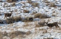 Mule Deer Buck in Winter Royalty Free Stock Photo