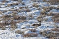 Mule Deer Buck in Winter in Wyoming Royalty Free Stock Photo