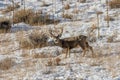 Mule Deer Buck in Winter in Wyoming Royalty Free Stock Photo