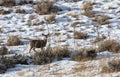 Mule Deer Buck in Winter in wyoming Royalty Free Stock Photo