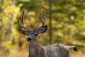 Mule deer buck in the wood with velvet antlers in autumn Royalty Free Stock Photo