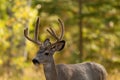 Mule deer buck in the wood with velvet antlers in autumn Royalty Free Stock Photo